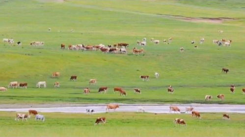 打卡中国草都 探索现代草牧业发展密码