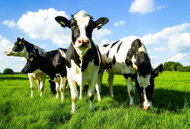 现代牧业加速扩张 参股合营成核心战略