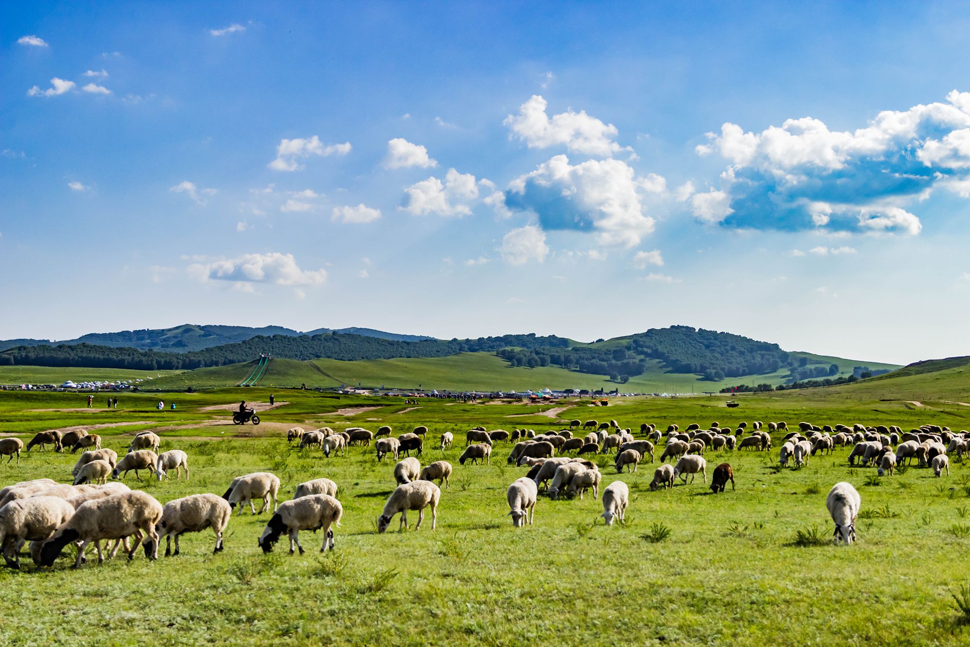 金色牧业 创新驱动下的现代畜牧业发展之路