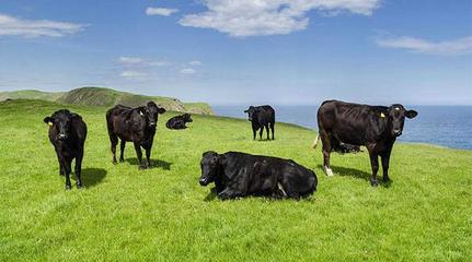 盐碱地也能变绿洲 科学种植牧草，助力牧业发展
