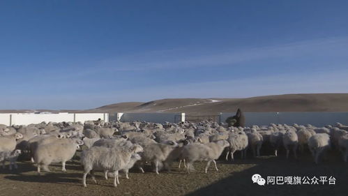 智慧牧业 架起草原畜牧业强起来的必由之路