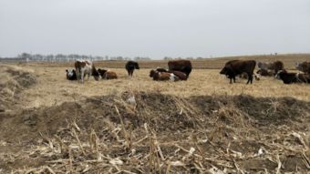 牧业部门动态 现代科技引领产业升级与可持续发展