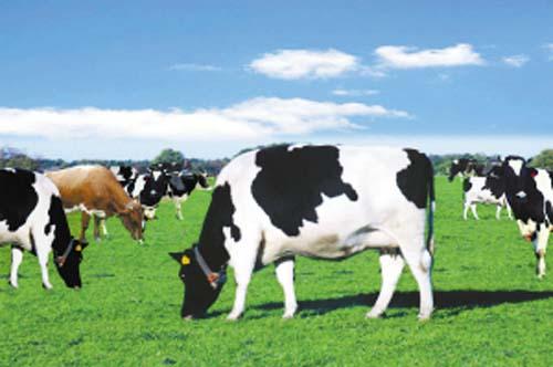 中国国际牧业联盟 推动牧业现代化与全球合作