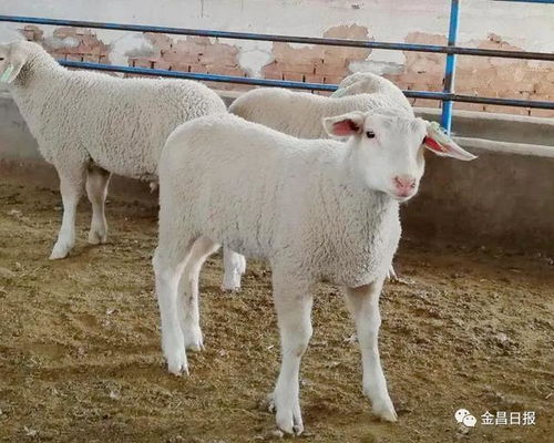 新时代新作为新篇章 永昌元生牧业打造全产业链旗舰型农牧企业