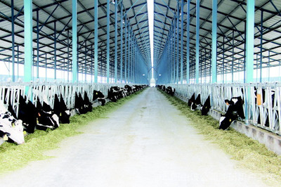 光明牧业 现代化牧业的领跑者