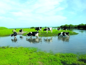 乳企圈地获政策支持，现代牧业坐收3千万补贴