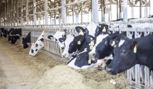 优然牧业通过港交所聆讯 年营收118亿，伊利为大股东