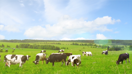 优然牧业 引领现代牧业发展的卓越实践