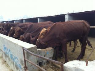 专业化畜牧养殖的典范 山东伟业牧业牛羊养殖基地的肉牛、肉驴与波尔山羊养殖