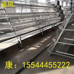 绵阳工厂特供 金凤4层5万只养鸡设备引领牧业现代化升级