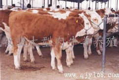 阳光牧业 高品质肉牛羊肉，免费送货到家，健康美味一步到位