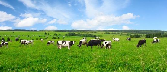 优然牧业上半年净利润预增超50%，龙头价值凸显，乳业上游市场迎来发展新机遇