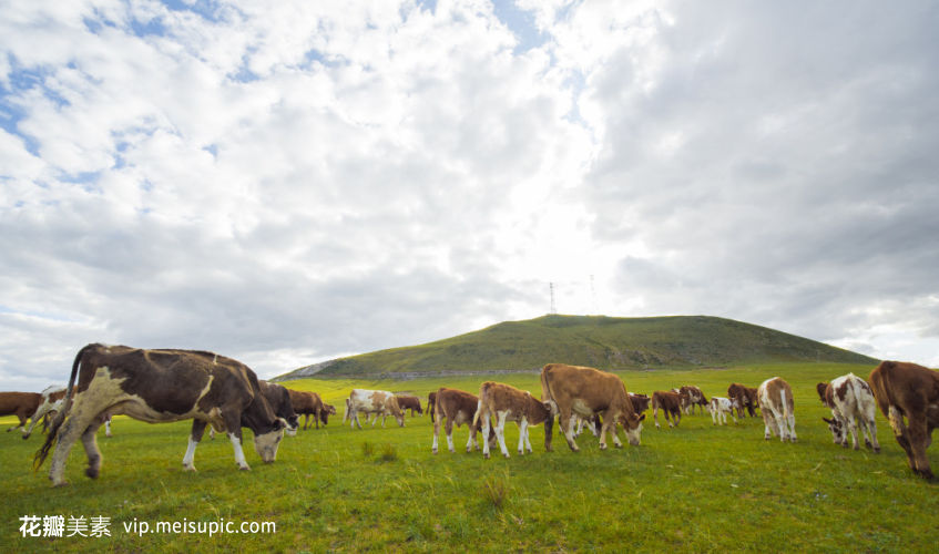 草原牧牛6 现代牧业的传承与革新